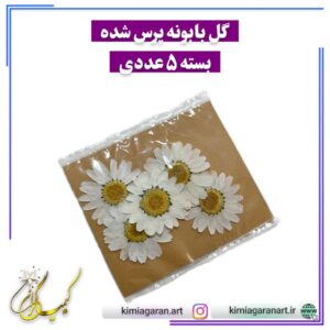 گل بابونه پرس شده