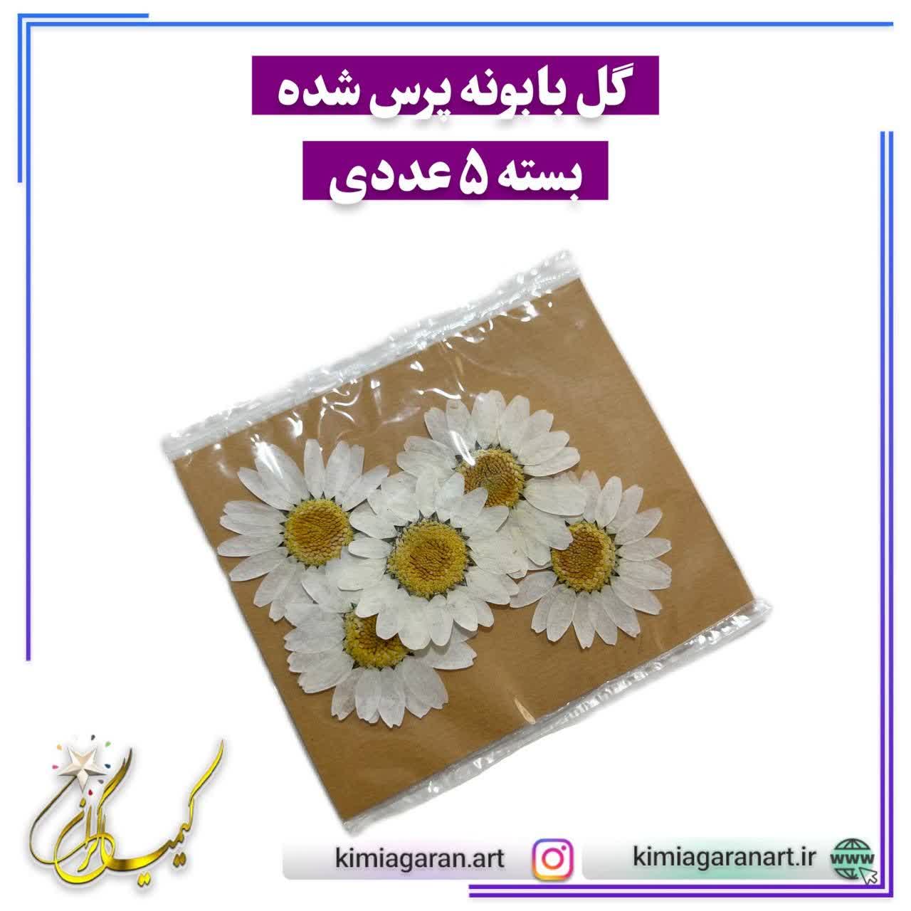 گل بابونه پرس شده